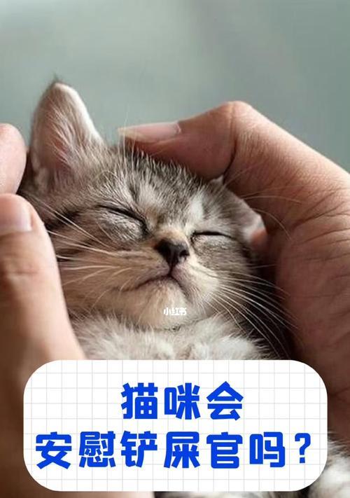 宠物猫是否会患上妇科病（探讨猫咪的生理特点与预防妇科疾病的方法）