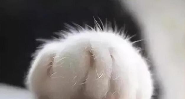 宠物猫会攻击主人吗（了解猫咪的攻击行为以及预防方法）