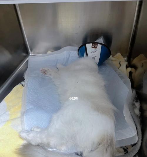 猫咪几个月可以绝育（宠物爱好者必读）