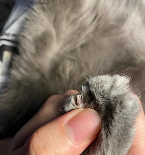如何正确剪猫咪的指甲（以宠物的角度出发）