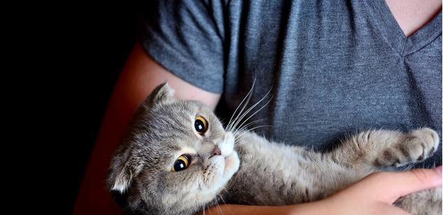 如何缓解宠物猫咪的焦虑情绪（探究猫咪焦虑的原因和解决方法）