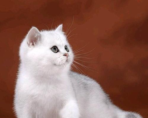 以猫咪交易网为例，探讨宠物买卖的安全与合法性（了解宠物买卖的法律法规）