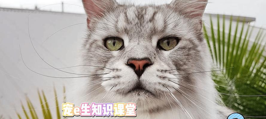 宠物疥螨治疗全攻略（从猫咪到小狗）