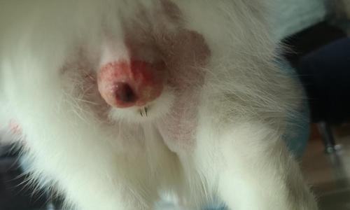 为什么要给猫咪绝育公猫上门（掌握5个重要的绝育知识点）