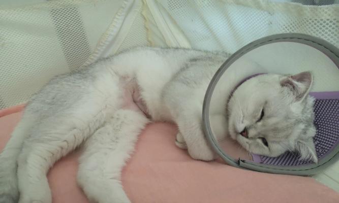 猫咪绝育如何适应演戏生活（宠物猫绝育后的心理变化和行为调整技巧）