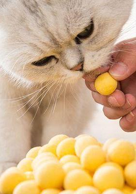 猫咪可以吃零食吗（探究猫咪的零食喜好及影响）