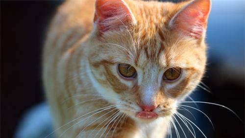 猫咪可以吃卤肉吗（探究猫咪饮食健康的重要性以及卤肉对猫咪的影响）