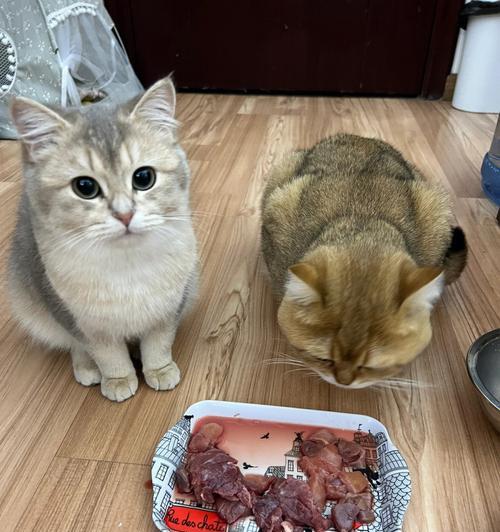 猫咪的饮食需求与牛肉的营养价值（探究猫咪是否能够食用牛肉）