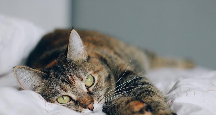 猫咪的饮食需求与牛肉的营养价值（探究猫咪是否能够食用牛肉）