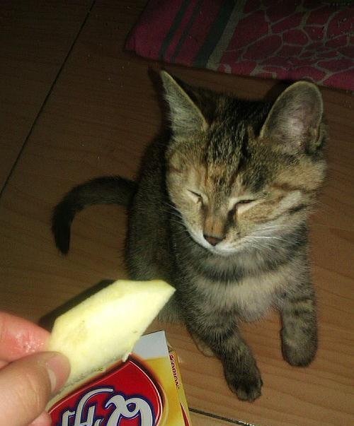 猫咪可以吃苹果吗（宠物的饮食需求）