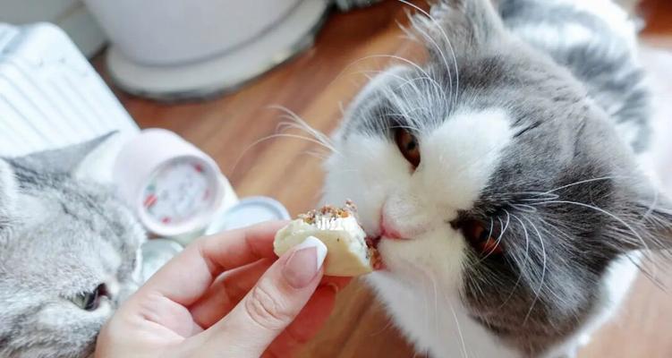 猫咪能否食用樱桃？——解析樱桃对猫咪的影响
