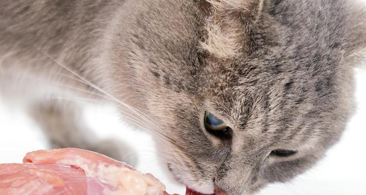 猫咪能吃猪肉吗（探究猫咪对猪肉的适应性及注意事项）