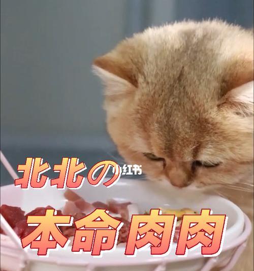 猫咪能吃猪肉吗（探究猫咪对猪肉的适应性及注意事项）