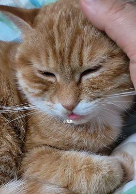 为什么猫咪老是咬着舌头（了解猫咪咬舌头的原因及注意事项）