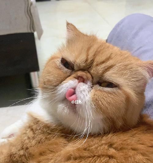 为什么猫咪老是咬着舌头（了解猫咪咬舌头的原因及注意事项）