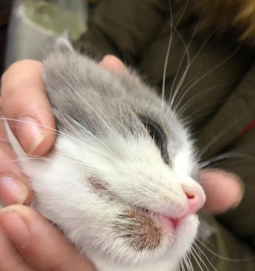 猫咪脸上的猫癣，如何有效预防和治疗（宠物的健康需要我们的关注）