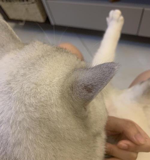 猫咪脸上的猫癣，如何有效预防和治疗（宠物的健康需要我们的关注）