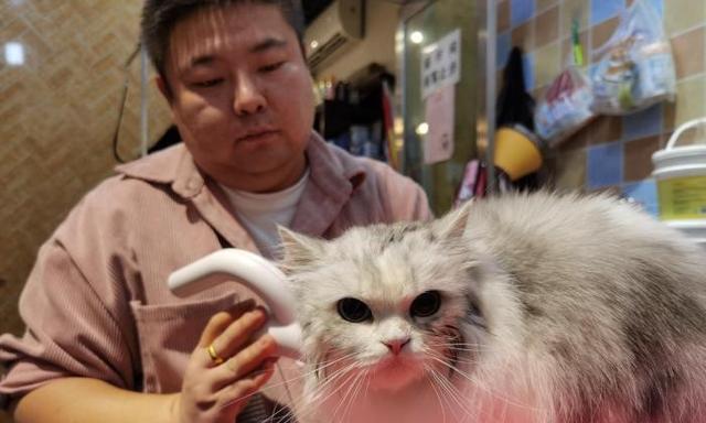 宠物猫咪流产后的护理及注意事项（宠物猫咪流产后的健康重点）
