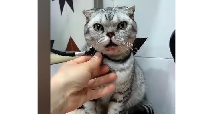 猫咪为何流了这么多眼泪（探究猫咪眼泪多的原因与应对方法）