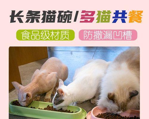 猫咪埋食物怎么办（如何帮助宠物猫正确处理食物）