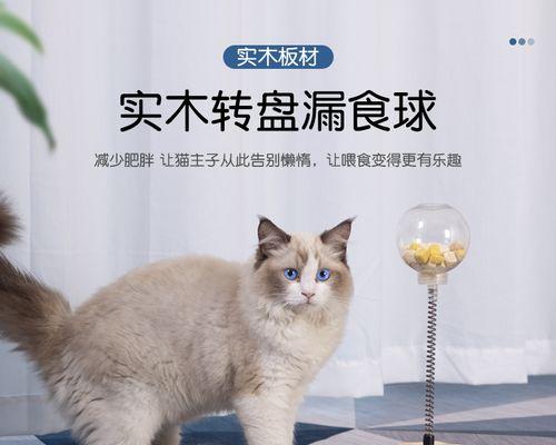 猫咪埋食物怎么办（如何帮助宠物猫正确处理食物）