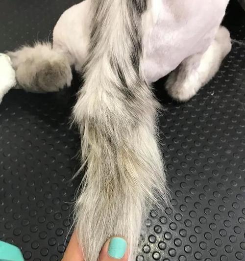 猫咪毛打结的原因与解决方法（以宠物为主）