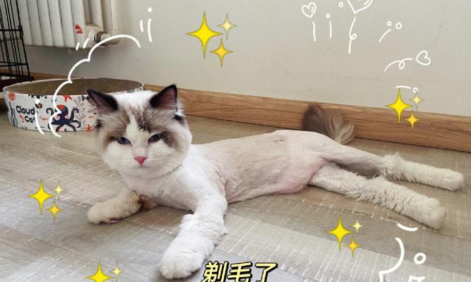 猫咪毛打结的原因与解决方法（以宠物为主）