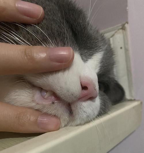 猫咪毛囊炎全面解析（宠物如何应对）