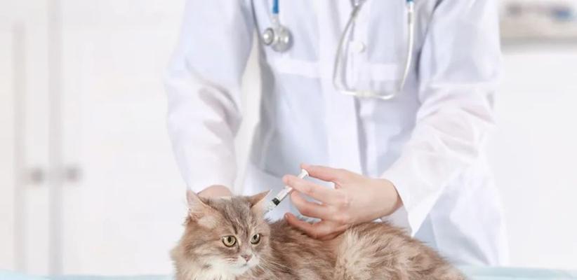 宠物猫咪的饮食和泌尿病（宠物猫咪饮食的重要性及泌尿病的预防和治疗）