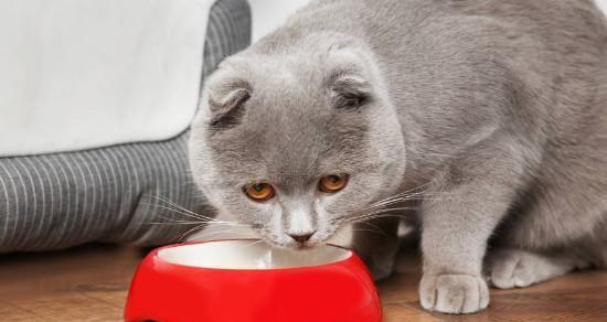 猫咪能否享用茶叶蛋（探讨宠物喜欢的食品和危害宠物健康的食品）