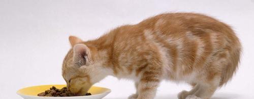 猫咪能吃的食物表（营养均衡）