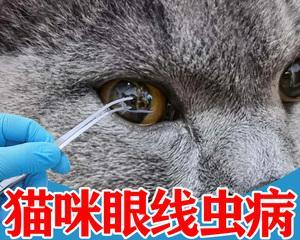 泰迪狗眼线虫防治措施（以宠物为主）
