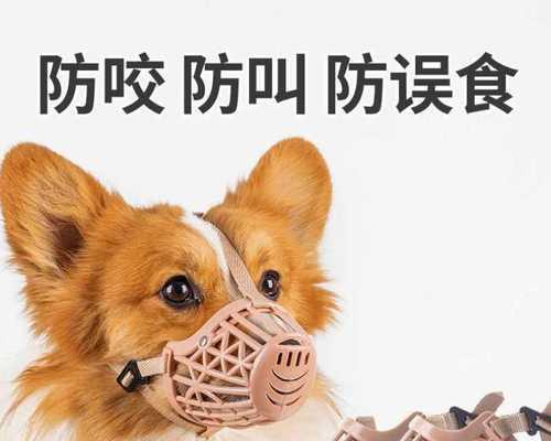 晚上狗乱叫，这些征兆你知道吗（宠物健康的重要性）