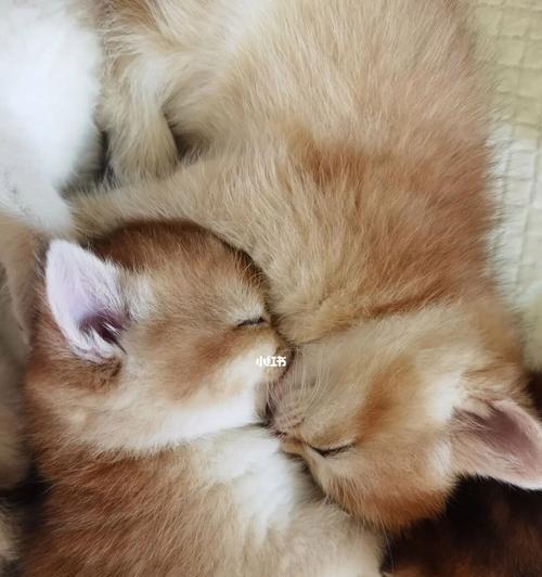 如何让宠物小猫晚上乖乖睡觉（教你如何培养小猫良好的睡眠习惯）