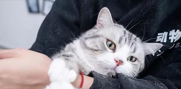 为什么不应该盯着猫看（了解猫的眼神和行为）