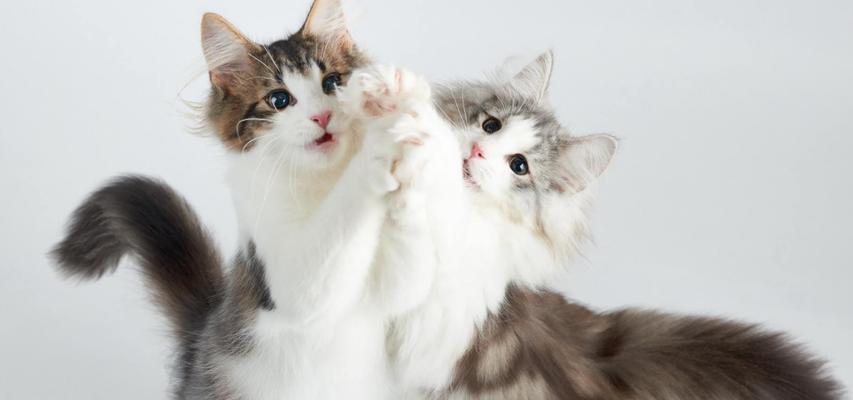 探究小猫抓人的原因与解决方法（探究小猫抓人的原因与解决方法）