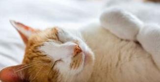 为什么小猫总是睡觉（揭秘猫咪睡眠习惯与行为特点）