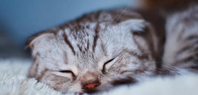 为什么小猫总是睡觉（揭秘猫咪睡眠习惯与行为特点）