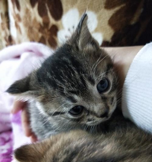 未满月猫咪应该如何用药（宠物健康需从小抓起）
