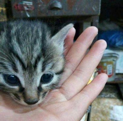 未满月猫咪应该如何用药（宠物健康需从小抓起）