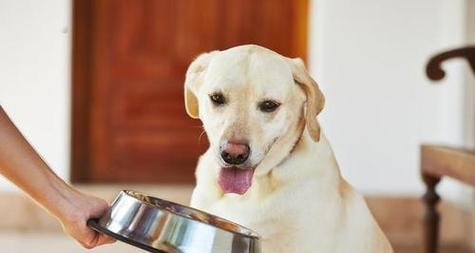 五个月小狗的饮食全指南（如何给宠物犬提供均衡营养饮食）