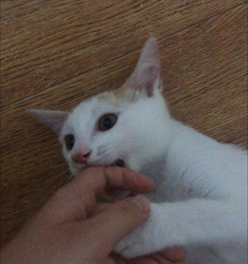 五个月小猫咬人抓人事件的应对措施（以宠物为主）