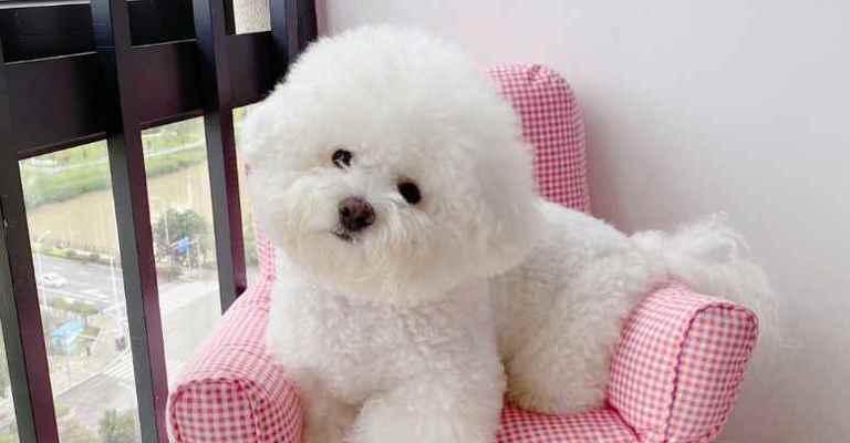 小比熊的狗粮喂养方法（为你的宠物犬提供合适的营养）