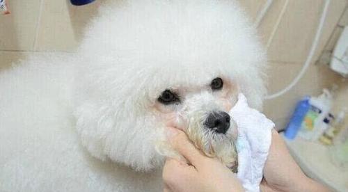 小比熊的狗粮喂养方法（为你的宠物犬提供合适的营养）