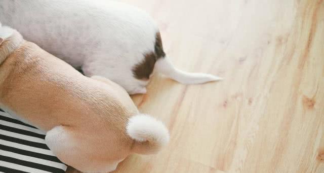 小狗膀胱结石的预防和治疗（如何预防小狗患上膀胱结石）