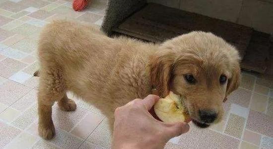 小狗不吃苹果的原因和解决方法（宠物饮食需注意）