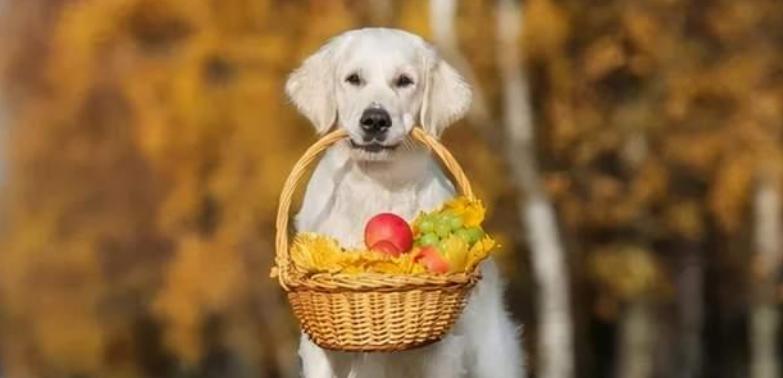 小狗不吃苹果的原因和解决方法（宠物饮食需注意）