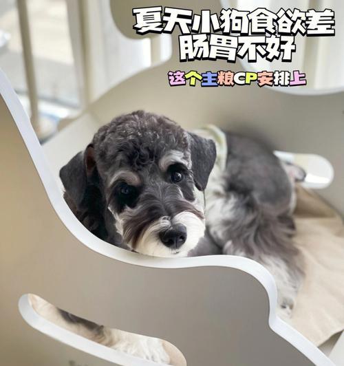 如何照顾肠胃不好怕冷的小狗（宠物主人必读）