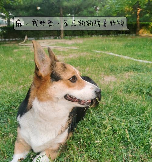 宠物狗吃了羊肉怎么办（应急处理方法及预防措施）