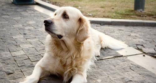 宠物犬打架被咬事故及应对方法（小狗的天性使然）